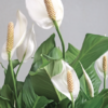 Peace Lily