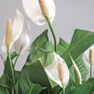 Peace Lily