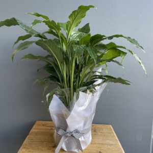 Wrapped Plant