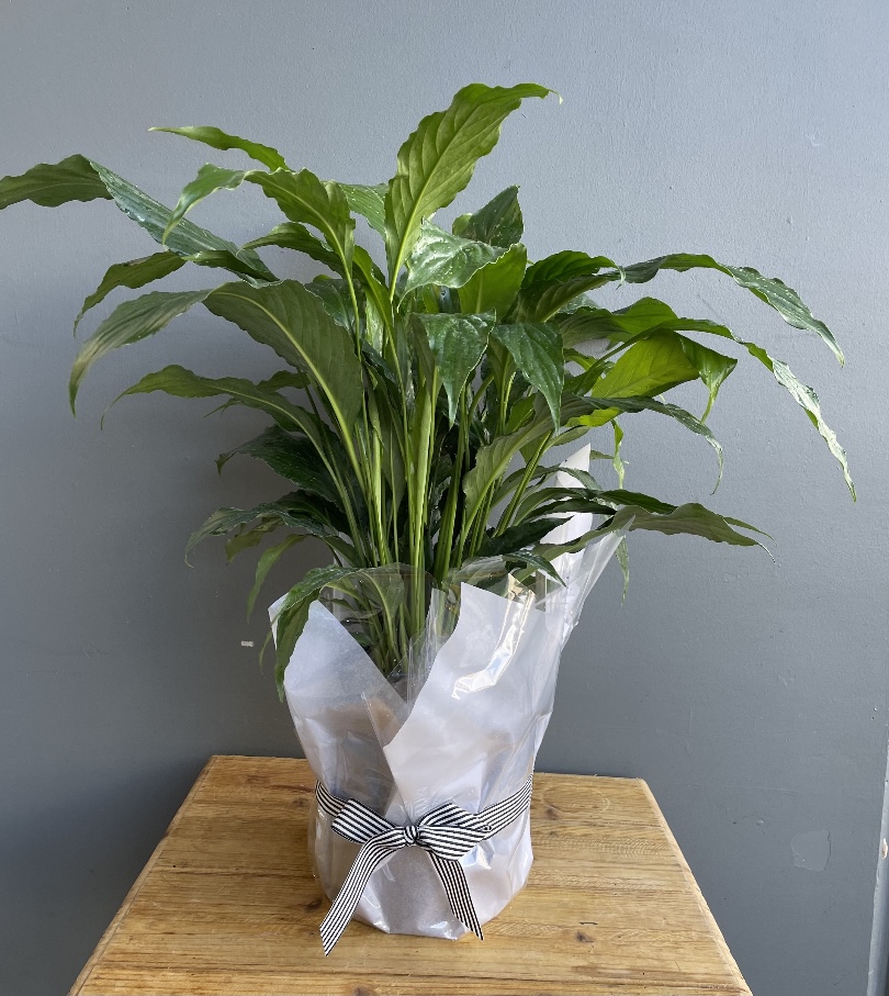 Wrapped Plant Wrapped Plant